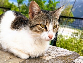 Small stray cat with brown and white fur lies on the ancient walls of an old ancient greek ruin