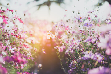 Cosmos flower blossom in garden.