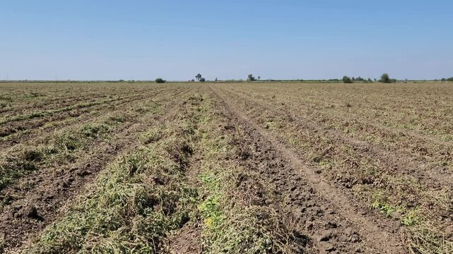 Crop rows of harvested nuts in a newly harvested peanut field