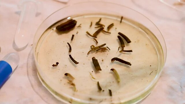 Larvae and other organisms in the bowl under the microscope. Glass container for study.