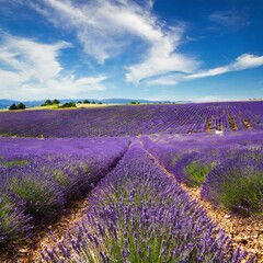 Rolling Lavender Fields in Bloom Under Bright Blue Sky, Offering a Fragrant Experience