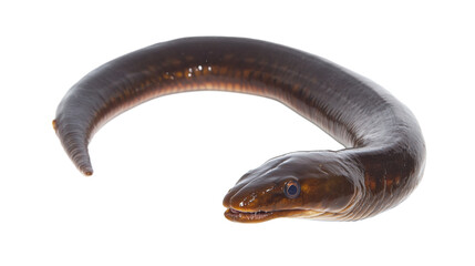 Naklejka premium Eel fish png isolated on transparent background