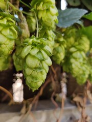 Fototapeta premium Ornamental Hops vine hanging in front of a wooden fence