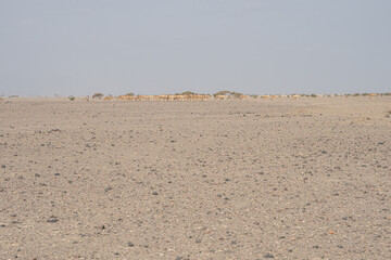 A herd of camels in the desert of Djibouti