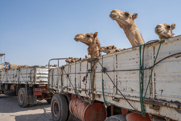 Camels loaded on the back of the truck. Border control between Djibouti and Ethiopia.