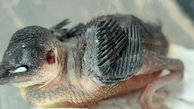 Close up of a newborn baby bird with rapid breathing and gasping for air