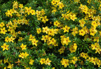 Bright Yellow Flower Background with Green Leaves.
