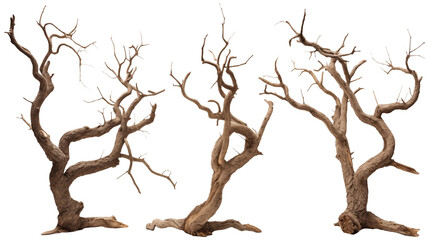Fototapeta premium Close Up To a Set of 3 Dry trees PNG isolated on white and transparent background - Dead wood or Dried Fallen branch Tree twig Dry stick Forest Concept
