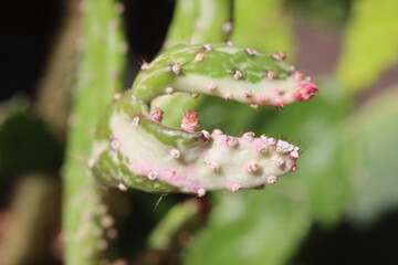 kaktus Opuncja monacantha variegata opuntia