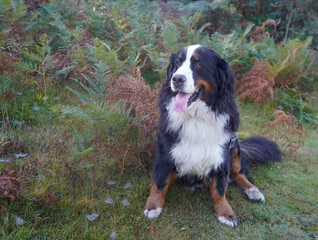 Bernese Mountain Dog sitting on the grass, green and brown ferns in the background