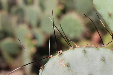 kaktus opuncja Opuntia macrocentra 