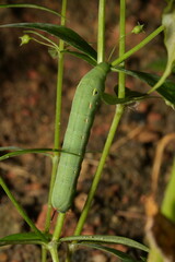 Larva of a Deilephila elpenor Butterfly