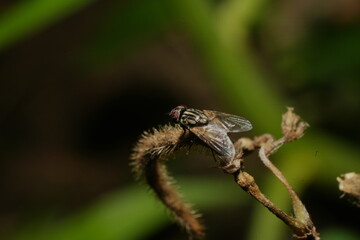 Common fly on leaf