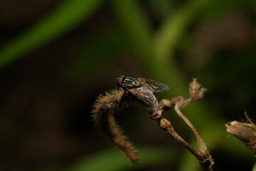 Bug Fly Leaf Flower Garden Nature