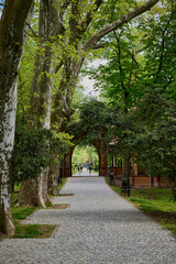 Path in the park in Buzias with lots of greenery and huge plane trees