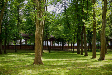 Path in the park in Buzias with lots of greenery and huge plane trees