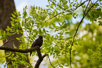 Blackbird (Turdus merula) singing from a branch with a background of green leaves