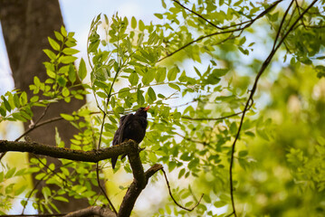 Blackbird (Turdus merula) singing from a branch with a background of green leaves