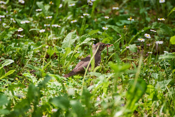 The blackbird (Turdus merula) with a worm wandering through the grass looking for food