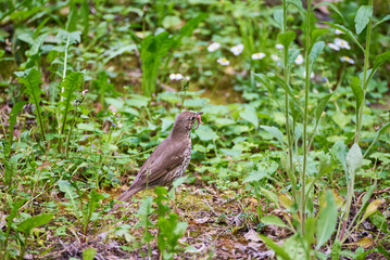 The blackbird (Turdus merula) with a worm wandering through the grass looking for food