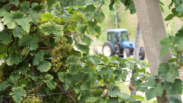 agricultural tractor passes through vineyard full of ripe grapes for harvesting Italian Prosecco wine grapes
