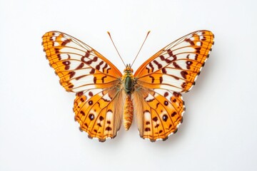 butterfly isolated on white background