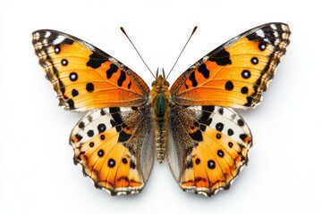 Naklejka premium butterfly isolated on white background