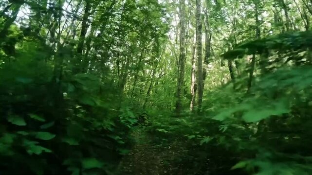 Walking through the dense jungle, brushing past thick foliage, the camera captured the wilderness from a raw perspective.