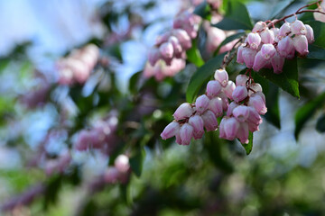 春の花　淡いピンクのアセビの花