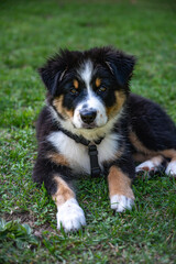 Aussie puppy dog in the park playing with a toy