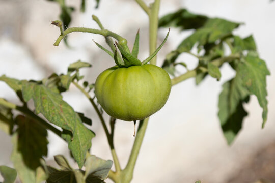 Tomate cherry verde madurando en la mata