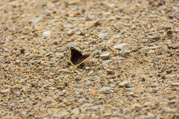 Trauermantel  (Nymphalis Antiopa, Mourning Cloak, Camberwell Beauty) on a path in the Bavarian Forest