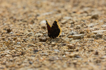 Trauermantel  (Nymphalis Antiopa, Mourning Cloak, Camberwell Beauty) on a path in the Bavarian Forest