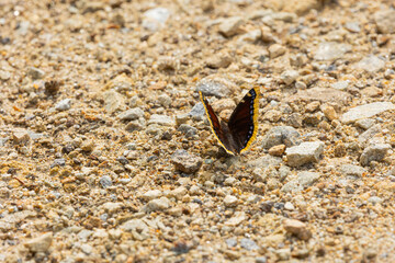 Trauermantel  (Nymphalis Antiopa, Mourning Cloak, Camberwell Beauty) on a path in the Bavarian Forest