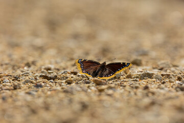 Trauermantel  (Nymphalis Antiopa, Mourning Cloak, Camberwell Beauty) on a path in the Bavarian Forest