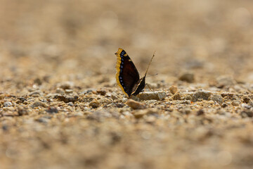 Trauermantel  (Nymphalis Antiopa, Mourning Cloak, Camberwell Beauty) on a path in the Bavarian Forest