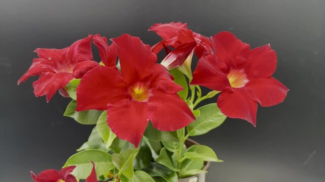 Dipladenia, Sanderi, Sundaville