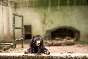The Malayan Sun Bear is seen sitting alone facing the camera while looking down.