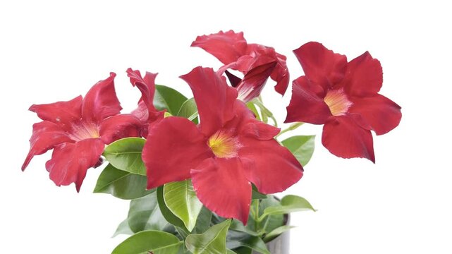 Dipladenia, Sanderi, Sundaville