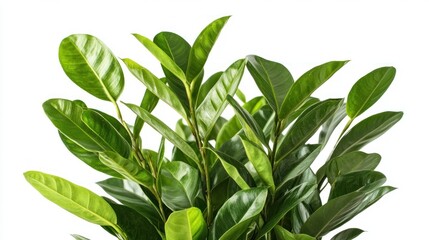 A lush green plant with broad leaves, ideal for indoor decoration and improving air quality.