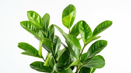 Lush green leaves of a plant against a white background, showcasing vibrant foliage.