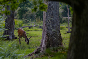 Group of female common deer sitting in the forest and grazing the grass. Wild animals known as Cervus elaphus in sunny weather in the summer season