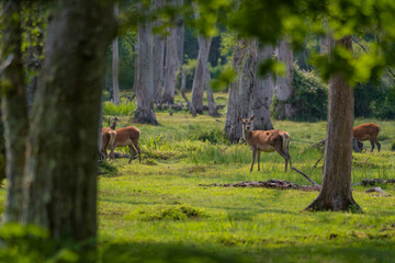 Group of female common deer sitting in the forest and grazing the grass. Wild animals known as Cervus elaphus in sunny weather in the summer season