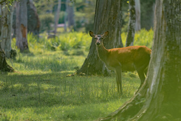 Group of female common deer sitting in the forest and grazing the grass. Wild animals known as Cervus elaphus in sunny weather in the summer season