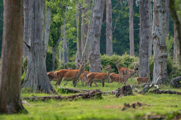 Group of female common deer sitting in the forest and grazing the grass. Wild animals known as Cervus elaphus in sunny weather in the summer season