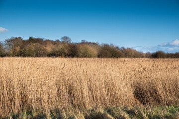 Long grass growing in a wetland swamp
