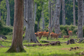 Group of female common deer sitting in the forest and grazing the grass. Wild animals known as...