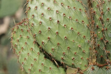 kaktus Opuntia strigil cv. Kurt opuncja