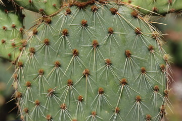 kaktus Opuntia strigil cv. Kurt opuncja