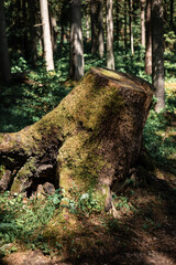 old stump in the forest